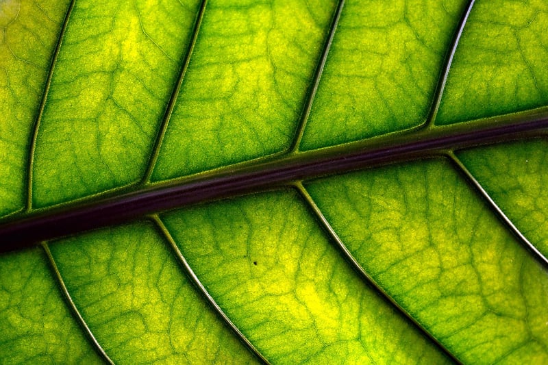 Green Leaves